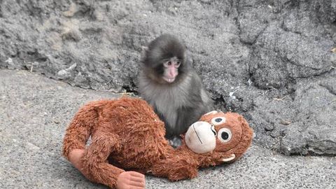 Ўйинчоқ “онаси” билан катта бўлаётган маймунча ижтимоий тармоқларни забт этди (видео)