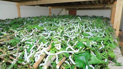 Пилла етиштириладиган қуртхоналарни 2029 йилга қадар ер ва мол-мулк солиғидан озод этиш таклиф қилинди