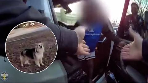 АҚШда дайди ит йўқолган уч ёшли болани топишда полициячиларга ёрдам берди