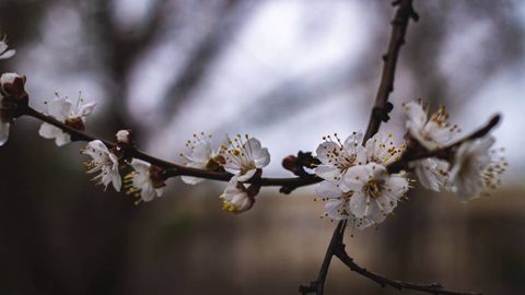 Ўзбекистонда ҳафтанинг биринчи ярмида ҳарорат пасайиб, ёмғир ёғиши кутилмоқда