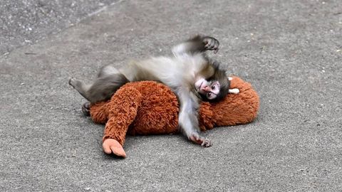 Panch laqabli maymun fojiasi: nima uchun ba’zi hayvonlar o‘z bolasini tashlab ketadi?