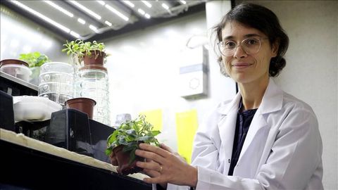 Туркиялик олимлар Ой ва Марс “тупроғи”да помидор етиштирди