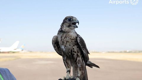 Соколиная служба: зачем в аэропорту Ташкента нужны хищные птицы (видео)