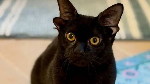 Dobbi laqabli to‘rt quloqli mushuk tarmoqlarda mashhur bo‘lib ketdi (video)