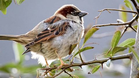 Shaharda yashaydigan chumchuqlar fastfud sababli semirib ketmoqda