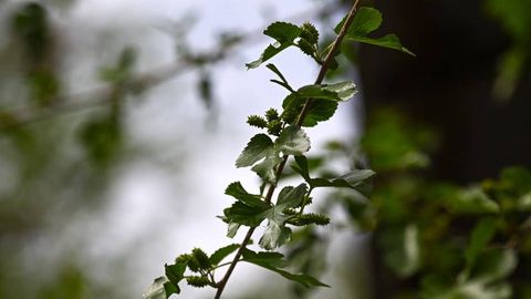 Ўзбекистонда мартда қандай об-ҳаво бўлади?