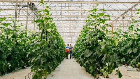 Surxondaryoda Ispaniya tajribasi asosida issiqxona qurganlarga 5 yilga bepul yer ajratiladi 