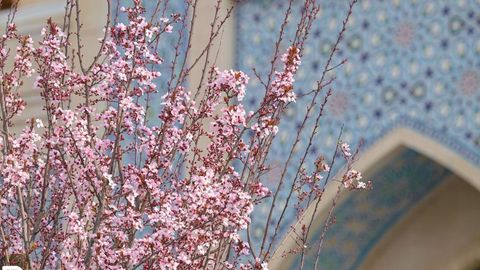 Фото: Тошкентда баҳорнинг биринчи куни