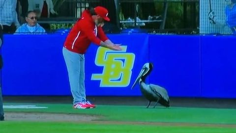 АҚШда бейсбол ўйини сақоқуш сабаб вақтинча тўхтатилди (видео)