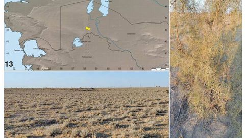 Uzbekistan discovers new Karakumosa spider species, raising genus total to 19