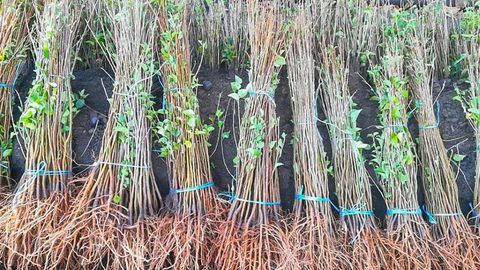 Қирғизистон 80 минг тупдан ортиқ кўчатни Ўзбекистонга қайтариб юборди 