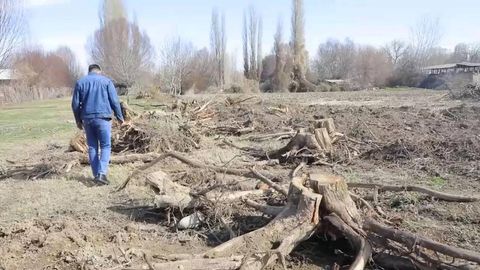 Toshkent viloyatida 100 dan ortiq daraxt noqonuniy kesilib, tabiatga qariyb 1,5 mlrd so‘m zarar yetkazildi