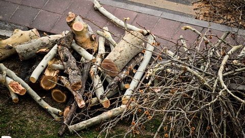 Чирчиқда 28 туп қимматбаҳо ёнғоқ дарахтини кесганларга суд ҳукми ўқилди