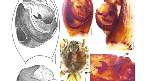 В Узбекистане обнаружили новый вид паука