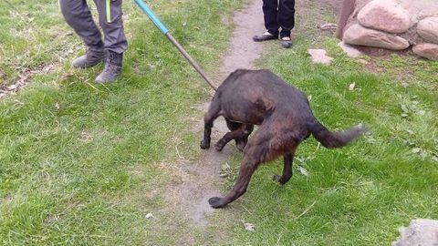 Ангренда 8 ёшли боланинг ўлимига сабабчи бўлган дайди ит тутилди