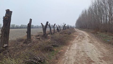 Фарғонада 90 туп тол ноқонуний кесилгани аниқланди