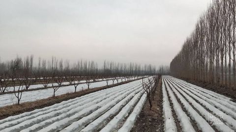 Qishloq xo‘jaligi vazirligi ekinlarni sovuqdan asrash bo‘yicha tavsiyalar berdi