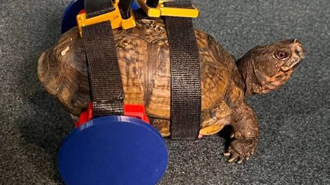 Orqa oyoqlari yo‘q toshbaqaga 3D printer yordamida “nogironlar aravachasi” yasab berildi (foto)