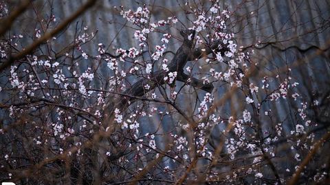 O‘zbekistonda sovuq havo qachongacha saqlanib qolishi ma’lum qilindi