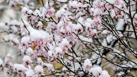 На этой неделе в Узбекистане ожидаются ночные заморозки до -10 градусов