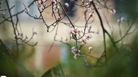 Ўзбекистонда 12 март куни қандай об-ҳаво бўлиши маълум қилинди