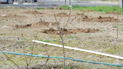 Navro‘z arafasida O‘zbekiston bo‘ylab ko‘chat ekish aksiyasi o‘tkaziladi