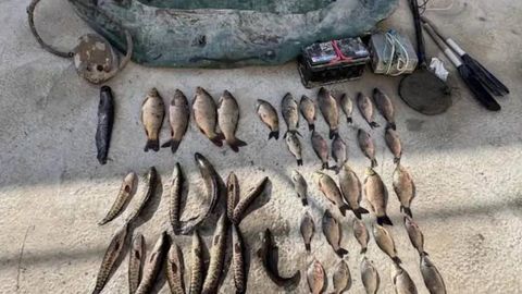 Сирдарёда электр қармоқ билан балиқ овлаганлар табиатга 500 млн сўмдан ортиқ зарар етказди