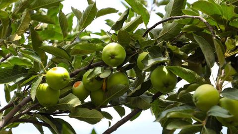 Ўзбекистонда анжир, хурмо, олма ва нок етиштириш учун 18 фоиз ставкада кредитлар ажратилади