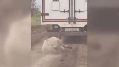 Jizzaxda eshakni mashinaga bog‘lab sudragan haydovchi jazolandi