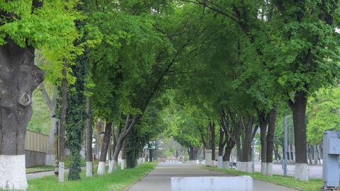 Uzbekistan begins restoration of green spaces used for parking in Tashkent
