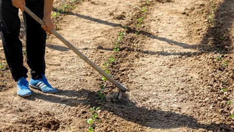 Деҳқон ва фермерлар учун махсус “дала дафтари” жорий этилади