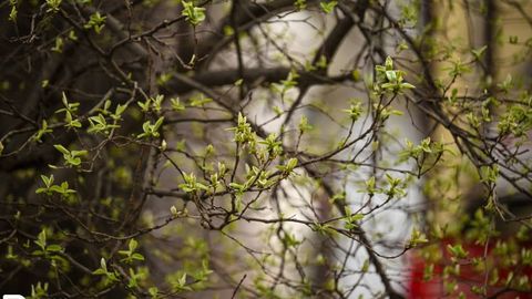 Ўзбекистонда ҳарорат 30 даражагача кўтарилади