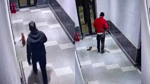 Тошкент вилоятида мушукларни қийноққа солган шахсга чора кўрилади