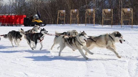 Итлар қўшилган чана пойгаси ғолиби 1 425 км масофани 81 соатда босиб ўтди