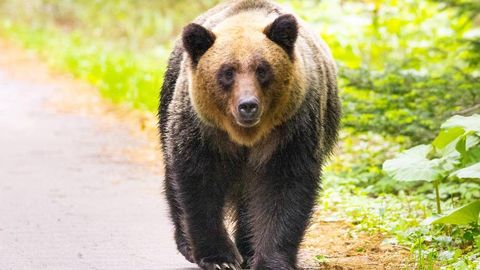 Япония 2030 йилгача минглаб айиқларни йўқ қилади