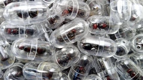 Битта чумоли 220 доллар: Кенияда чумоли контрабандаси авж олмоқда