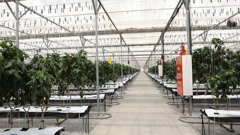 В Сурхандарье создадут агропарк с теплицами на 940 гектарах