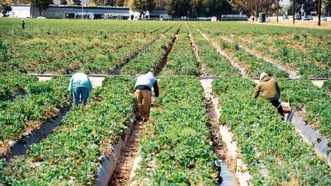 O‘zbekiston AQSHdagi mavsumiy ishlar dasturi bo‘yicha dastlabki talabnomalarni oldi