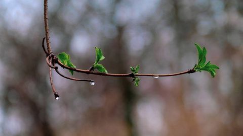 Ўзбекистоннинг айрим ҳудудларида 2 апрель куни ёмғир ёғади