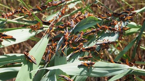 O‘zbekistonda zararli chigirtkalarga qarshi kurash boshlandi