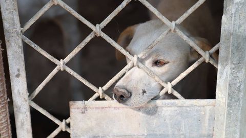 Общество и ответственность: как реагировать на жестокость к животным 