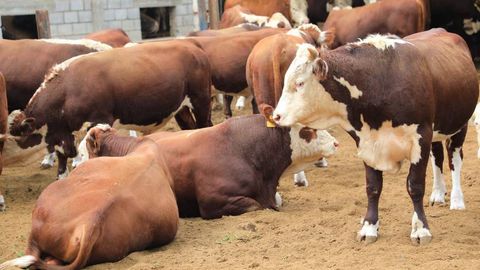 В каждом районе Бухарской области появятся мини-фермы