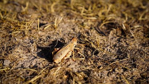 Как в регионах Узбекистана борются с саранчой