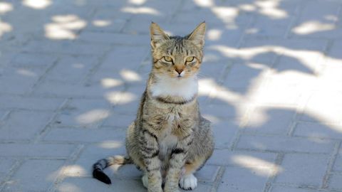 Uzbekistan drafts law introducing jail terms and higher fines for animal abuse