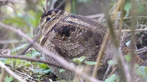 Нью Йорк марказида кутилмаган манзара: Одамлар ноёб қуш — ўрмон лойхўрагини томоша қилиш учун тўпланди (видео)