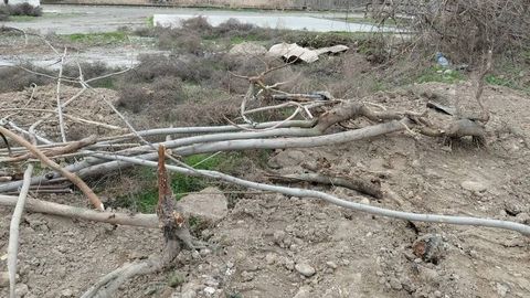 Тошкент вилоятида 121 туп дарахт ноқонуний кесилиб, табиатга 1 млрд сўмдан ортиқ зарар етказилди