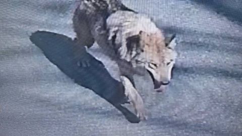 Жанубий Кореяда 300 киши йўқолган бўрини қидирмоқда