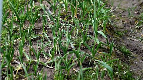 В Бухаре восстановили исчезающий сорт лука