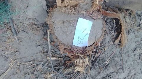 Бухорода дарахтларни ноқонуний кесган тадбиркордан 1,3 млрд сўм ундирилиши белгиланди