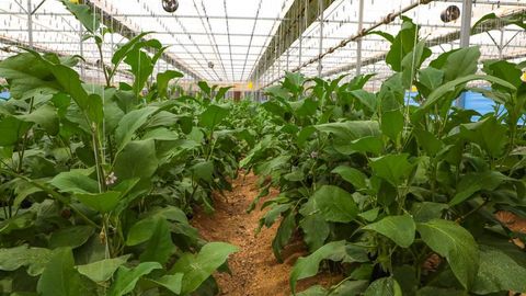 Uzbekistan to relocate greenhouses from Tashkent region to Surkhandarya